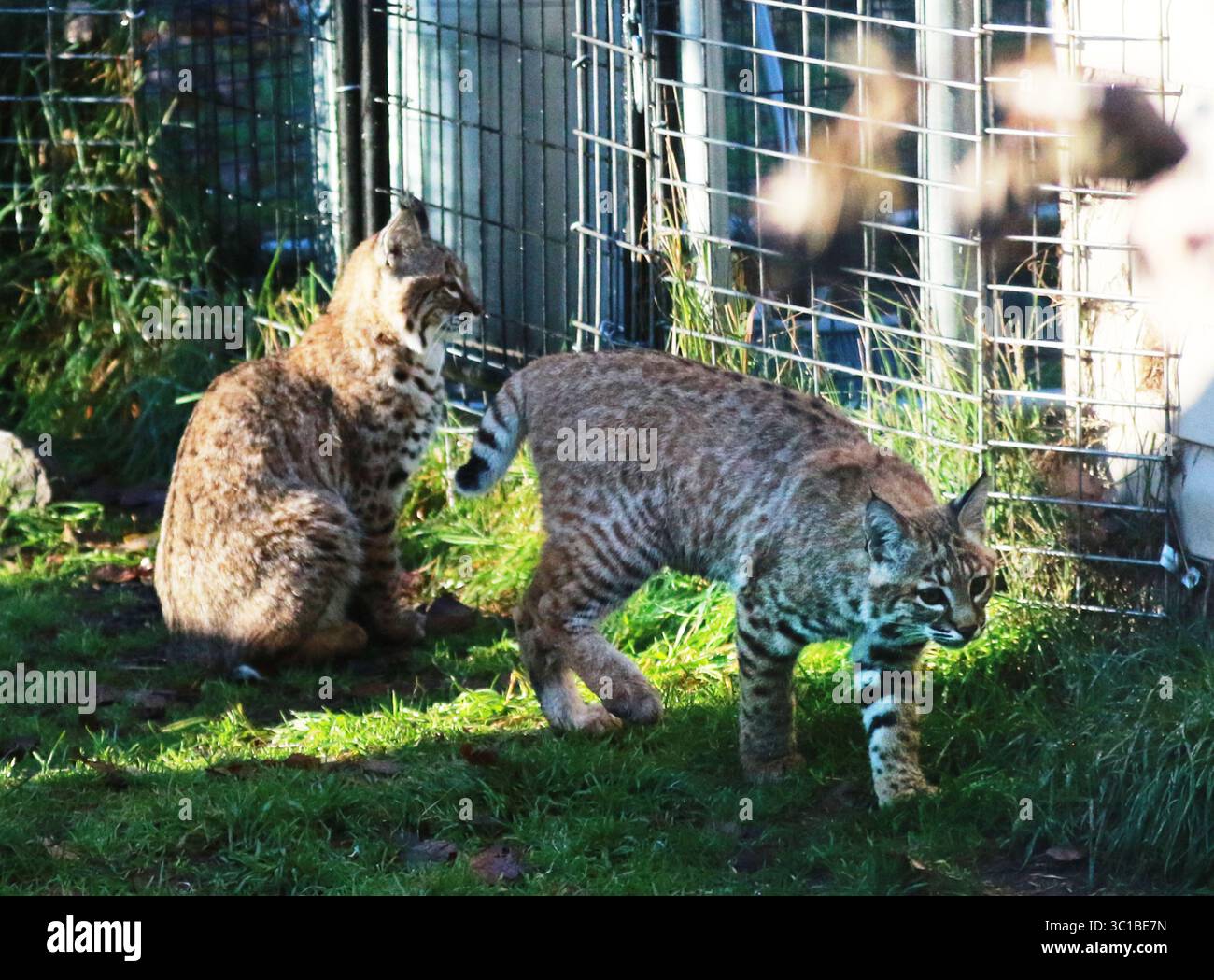 18 ottobre 2016 - Sandstone, Minnesota, USA - Stati Uniti - tre bobcats orfani si sono riuniti al Wildcat Sanctuary con la speranza di diventare una famiglia. Autunno, una donna bobcat orfana vicino a Duluth quando suo fratello è stato investito e ucciso da un'auto di passaggio, e poi sua madre ha ucciso da un'altra macchina quando è andata a controllare il fratello. I fratelli Bobcat orfani in Arizona si sono recentemente Uniti a Autumn. Per raccogliere fondi per cibo, ricoveri, alloggi e servizi di veterinaria per i tre Bob, il costo stimato per il primo anno sarà di 12.000 dollari. I fratelli Arizona martedì 18 ottobre a Sandstone, Minnesota. Foto Stock