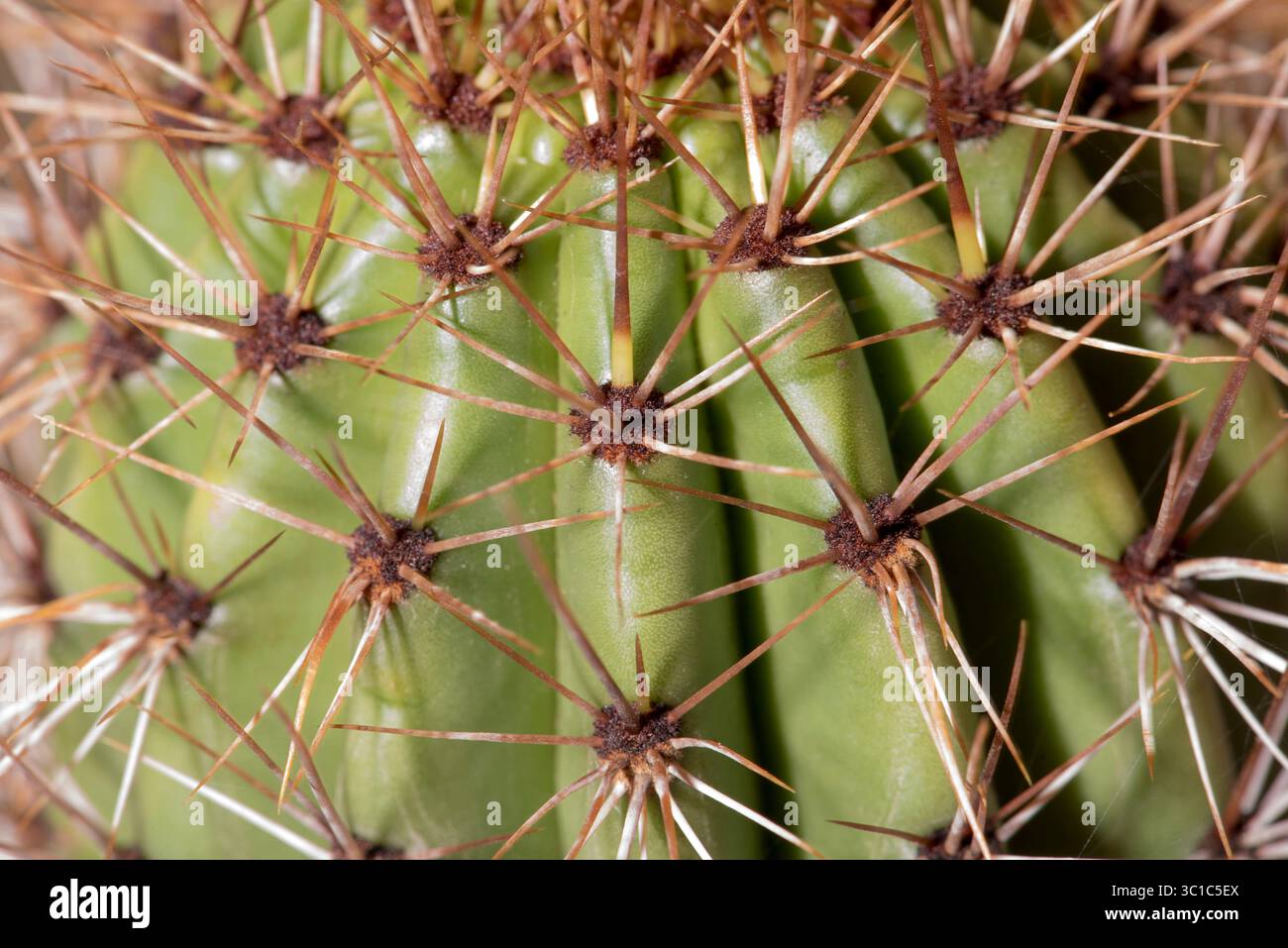 Emory Barrel (Ferocactus emoryi) è abbastanza comune a Sonora, in Messico, ma ha la gamma più limitata dei tre grandi cactus a botte negli Stati Uniti Foto Stock