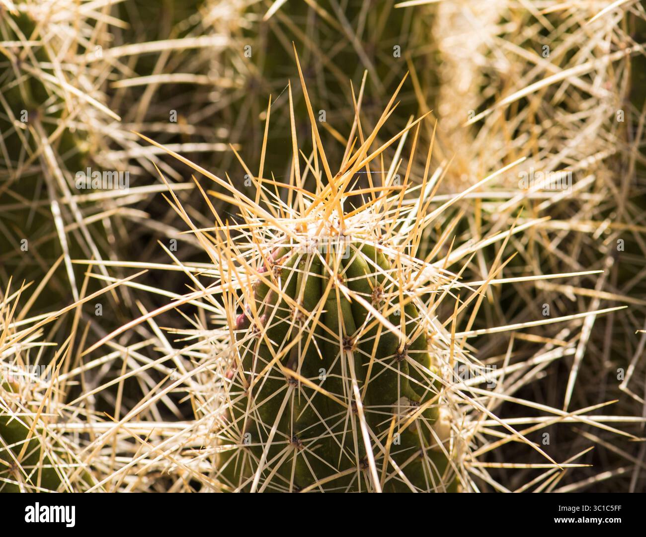 Engleman Hedgehog Cactus (Echinocereus engelmannii) è un cactus diffuso e arido. Foto Stock