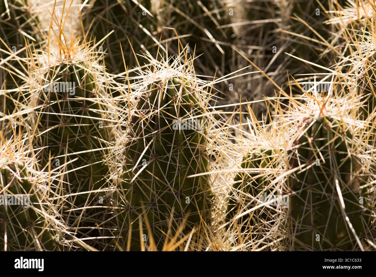 Engleman Hedgehog Cactus (Echinocereus engelmannii) è un cactus diffuso e arido. Foto Stock