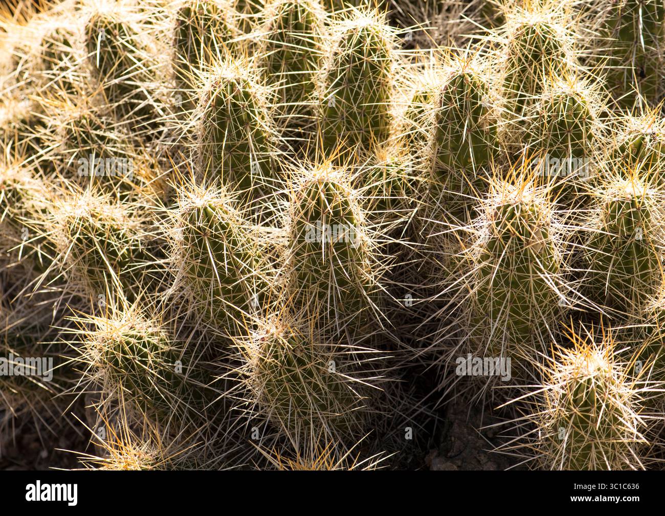 Engleman Hedgehog Cactus (Echinocereus engelmannii) è un cactus diffuso e arido. Foto Stock