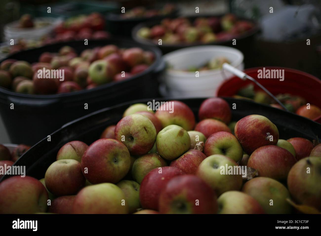 15 ottobre 2011 - Montevideo, Minnesota, Stati Uniti - mele coltivate localmente raccolte per la pressatura del sidro sabato pomeriggio presso la Moonstone Farm vicino a Montevideo, Minnesota. I vicini, gli amici e gli aiutanti della fattoria si riunirono per spremere e gustare il sidro prodotto con mele coltivate localmente. La Moonstone Farm sta dimostrando che la terra produttiva ag e l'habitat naturale primario non si escludono a vicenda. L'azienda agricola è un esempio di agricoltura sostenibile; non ci sono campi di mais o fagioli, sono tutti pascoli dove vagano bovini da carne nutriti con erba. I vantaggi: Meno deflusso, erosione e sostanze chimiche e più habitat naturale. Un classico win-win. Offic Foto Stock