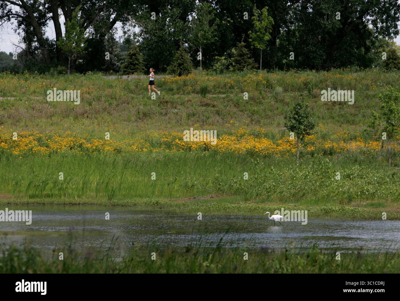 Golden Valley, Minnesota - 11 luglio 2007 - in un raro evento per un sobborgo ad anello interno completamente sviluppato, la Golden Valley ha ricevuto una riserva naturale di 19 acri dalla General Mills e aperta al pubblico. Ancora più raro, il posto si trova in uno degli angoli più frequentati della città, consentendo un tocco di natura per sempre proprio all'angolo di due autostrade principali. Qui, un jogger percorre un sentiero di 800 metri come pesci di un'egretta. (Immagine di credito: David Joles/Minneapolis Star Tribune/TNS via cavo ZUMA) Foto Stock