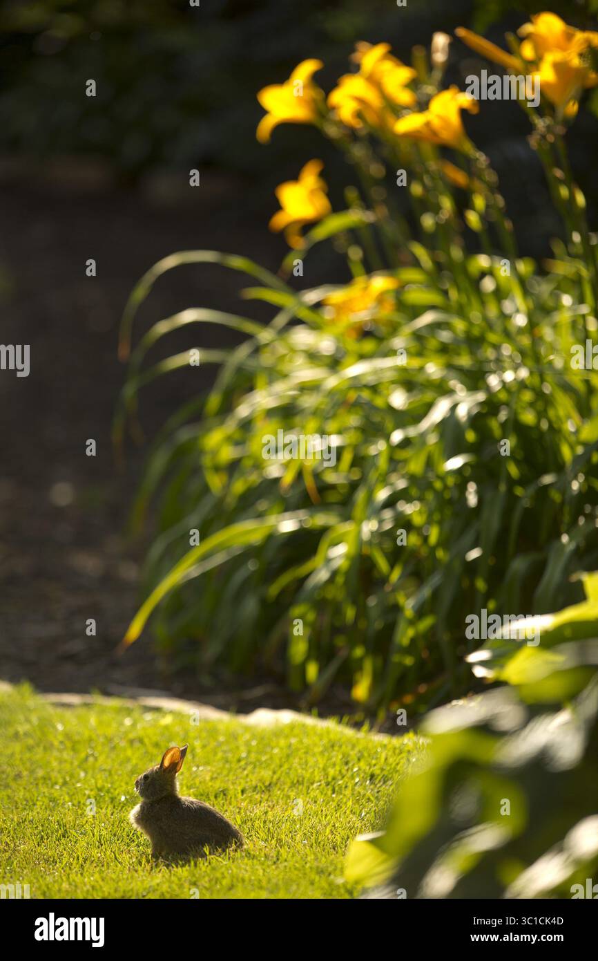 19 luglio 2012 - Edina, Minnesota, Stati Uniti - Rosanne e Steve Malevich hanno un giardino incantevole nella loro casa nel quartiere Morningside di Edina. È stato fotografato giovedì sera, 19 luglio 2012. Il tema del coniglio del giardino Malevich affonda le sue radici nella realtà. Â€¢ (immagine di credito: Jeff Wheeler/Minneapolis Star Tribune/TNS via cavo ZUMA) Foto Stock