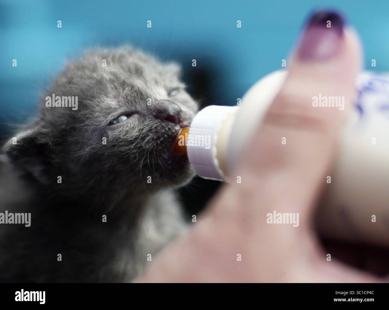 28 agosto 2016 - Minneapolis, Minnesota, USA - Stati Uniti - Un gattino di 3 settimane era stato alimentato da una bottiglia da Laura Uecker di Angel of Hope in modo che potesse essere adottato a 8-10 settimane. Durante il PET Party al Sabes Jewish Community Center di St. Louis Park. Richard (immagine di credito: Richard Tsong-Taatarii/Minneapolis Star Tribune/TNS via cavo ZUMA) Foto Stock