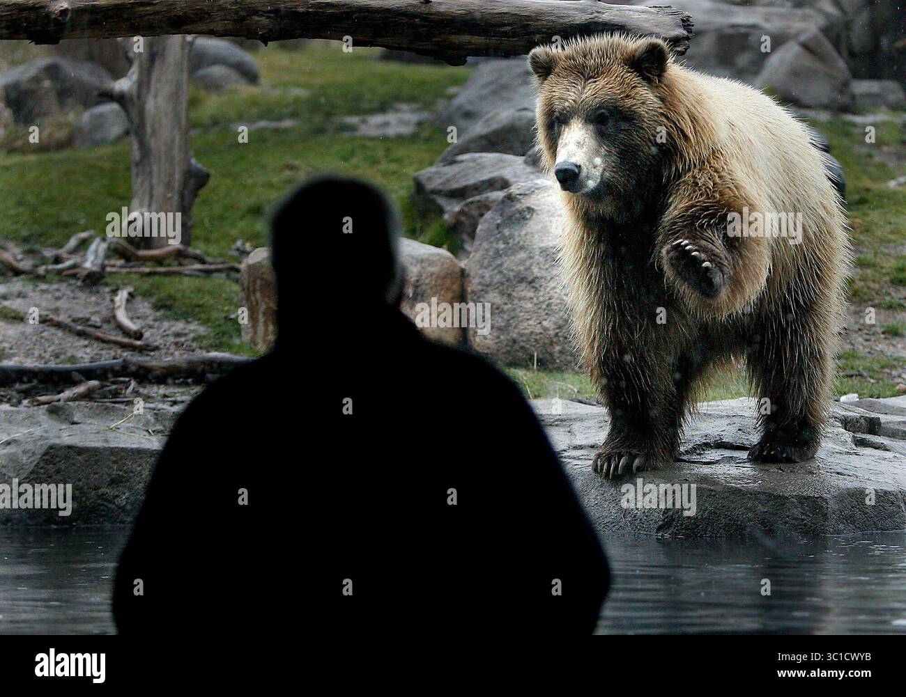 11 novembre 2008 - Minnesota, Stati Uniti - 11 novembre 2008 - Apple Valley, Minnesota - Un brear bruno proveniente dalla costa grizzly russa ha sfidato il tempo e i pochi visitatori al Minnesota Zoo nonostante la pioggia gelida. Ci sono tre orsi bruni nella parte del Northern Trail dello zoo e includono Sadie, Haines e Konai. Brown sopporta il sonno per la maggior parte dell'inverno - fino a sette mesi.. (Immagine di credito: Elizabeth Flores/Minneapolis Star Tribune/TNS via cavo ZUMA) Foto Stock