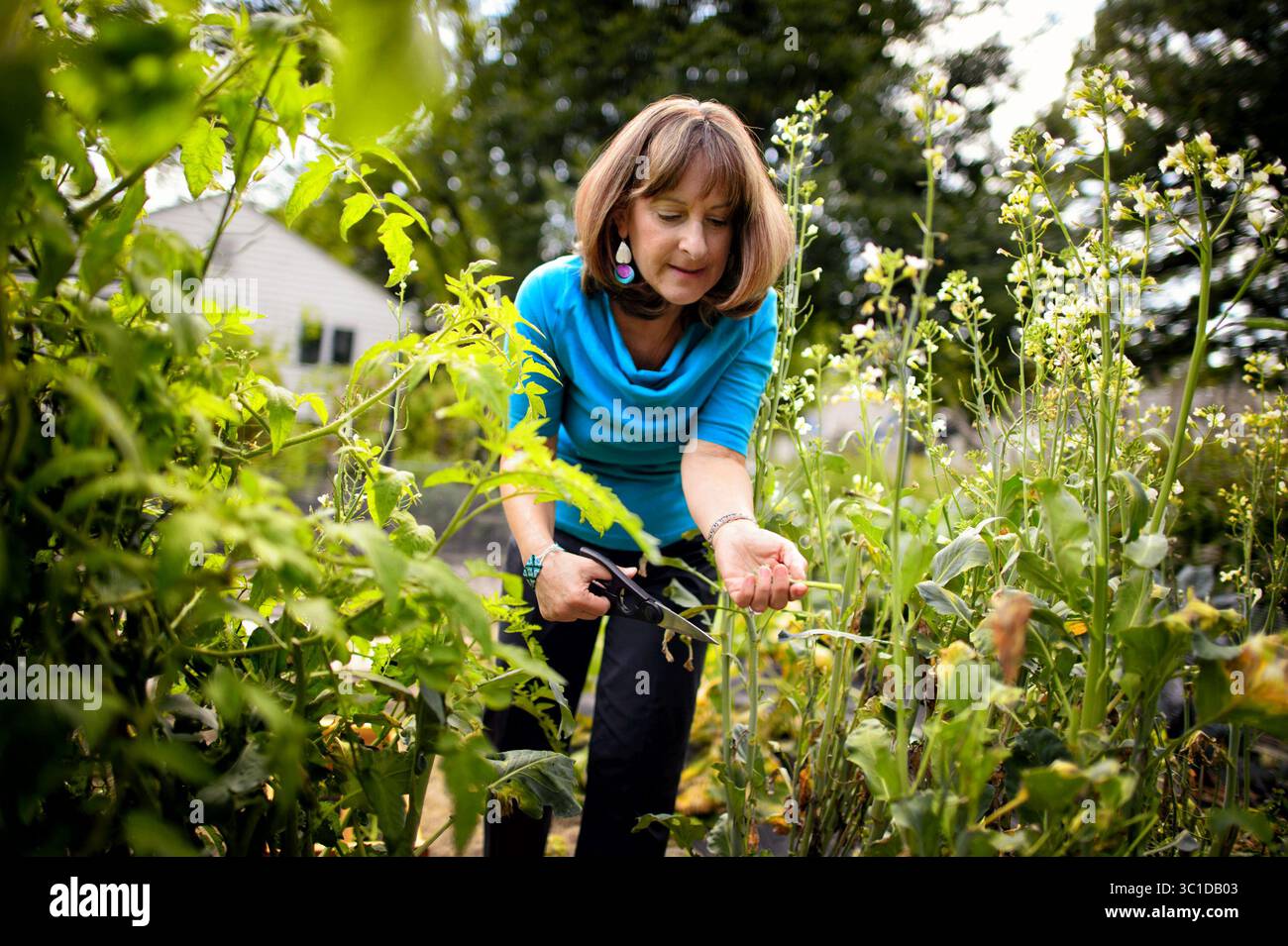 17 settembre 2014 - St. Louis Park, Minnesota, Stati Uniti - Sharon Lehrman ha scelto alcuni broccolini nel suo giardino. Per quasi 20 anni, i residenti del quartiere Birchwood a St. Louis Park hanno goduto di un giardino comunitario, grazie a una chiesa luterana che ha permesso loro di utilizzare parte della sua terra. Ora l'anziana congregazione della chiesa si è sciolta e la proprietà è tornata al sinodo ELCA. La chiesa e un pacco di 4 acri sull'autostrada 100 sono in vendita, e i giardinieri temono di perdere i loro piccoli appezzamenti. Mercoledì 17 settembre 2014 (immagine di credito: Glen Stubbe/Minneapolis Star Tribune/TNS via ZU Foto Stock