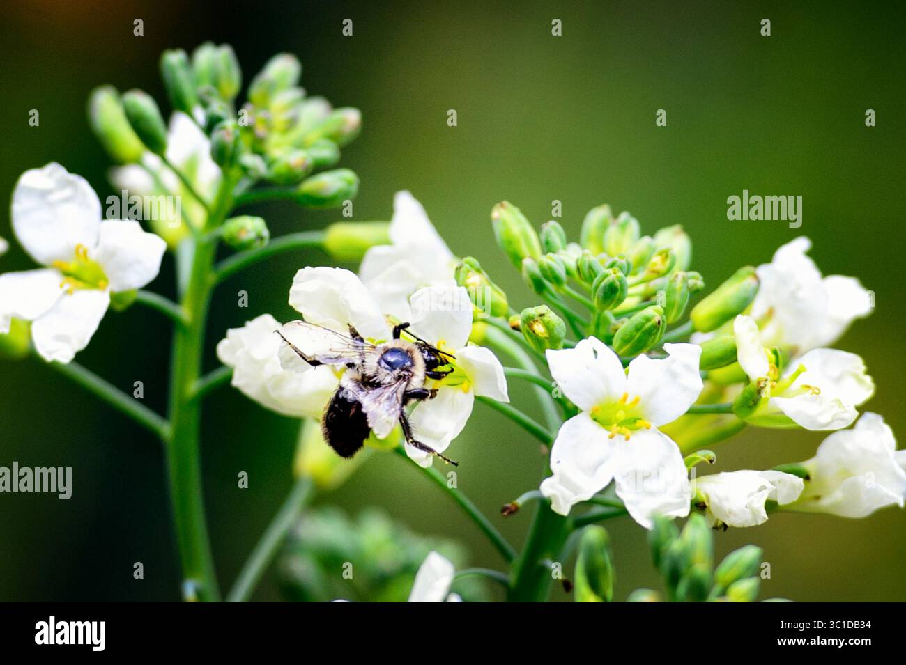 17 settembre 2014 - St. Louis Park, Minnesota, Stati Uniti - Un'ape raccolse polline dai broccolini di Sharon Lehrman nel suo giardino. Per quasi 20 anni, i residenti del quartiere Birchwood a St. Louis Park hanno goduto di un giardino comunitario, grazie a una chiesa luterana che ha permesso loro di utilizzare parte della sua terra. Ora l'anziana congregazione della chiesa si è sciolta e la proprietà è tornata al sinodo ELCA. La chiesa e un pacco di 4 acri sull'autostrada 100 sono in vendita, e i giardinieri temono di perdere i loro piccoli appezzamenti. Mercoledì 17 settembre 2014 (immagine di credito: Glen Stubbe/Minneapolis Star T Foto Stock