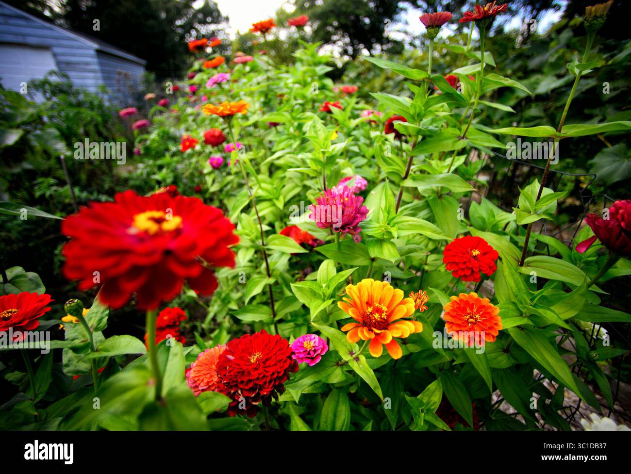 17 settembre 2014 - St. Louis Park, Minnesota, Stati Uniti - i fiori crescono in un giardino di Birchwood. Per quasi 20 anni, i residenti del quartiere Birchwood a St. Louis Park hanno goduto di un giardino comunitario, grazie a una chiesa luterana che ha permesso loro di utilizzare parte della sua terra. Ora l'anziana congregazione della chiesa si è sciolta e la proprietà è tornata al sinodo ELCA. La chiesa e un pacco di 4 acri sull'autostrada 100 sono in vendita, e i giardinieri temono di perdere i loro piccoli appezzamenti. Mercoledì 17 settembre 2014 (immagine di credito: Glen Stubbe/Minneapolis Star Tribune/TNS via ZUMA Wire) Foto Stock