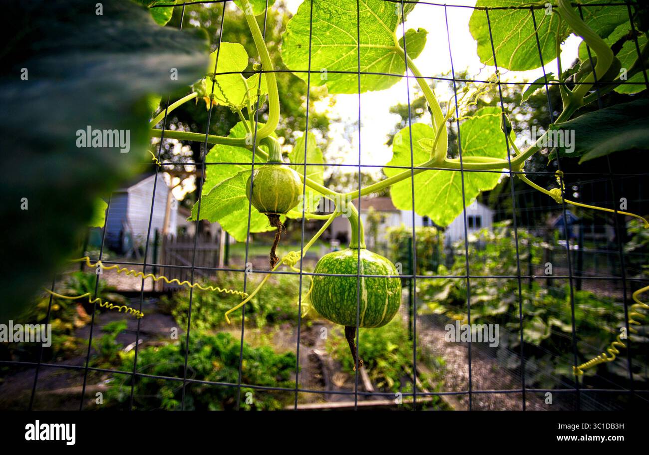 17 settembre 2014 - St. Louis Park, Minnesota, Stati Uniti - verdure che crescono in un giardino di Birchwood. Per quasi 20 anni, i residenti del quartiere Birchwood a St. Louis Park hanno goduto di un giardino comunitario, grazie a una chiesa luterana che ha permesso loro di utilizzare parte della sua terra. Ora l'anziana congregazione della chiesa si è sciolta e la proprietà è tornata al sinodo ELCA. La chiesa e un pacco di 4 acri sull'autostrada 100 sono in vendita, e i giardinieri temono di perdere i loro piccoli appezzamenti. Mercoledì 17 settembre 2014 (immagine di credito: Glen Stubbe/Minneapolis Star Tribune/TNS via ZUMA Wire) Foto Stock