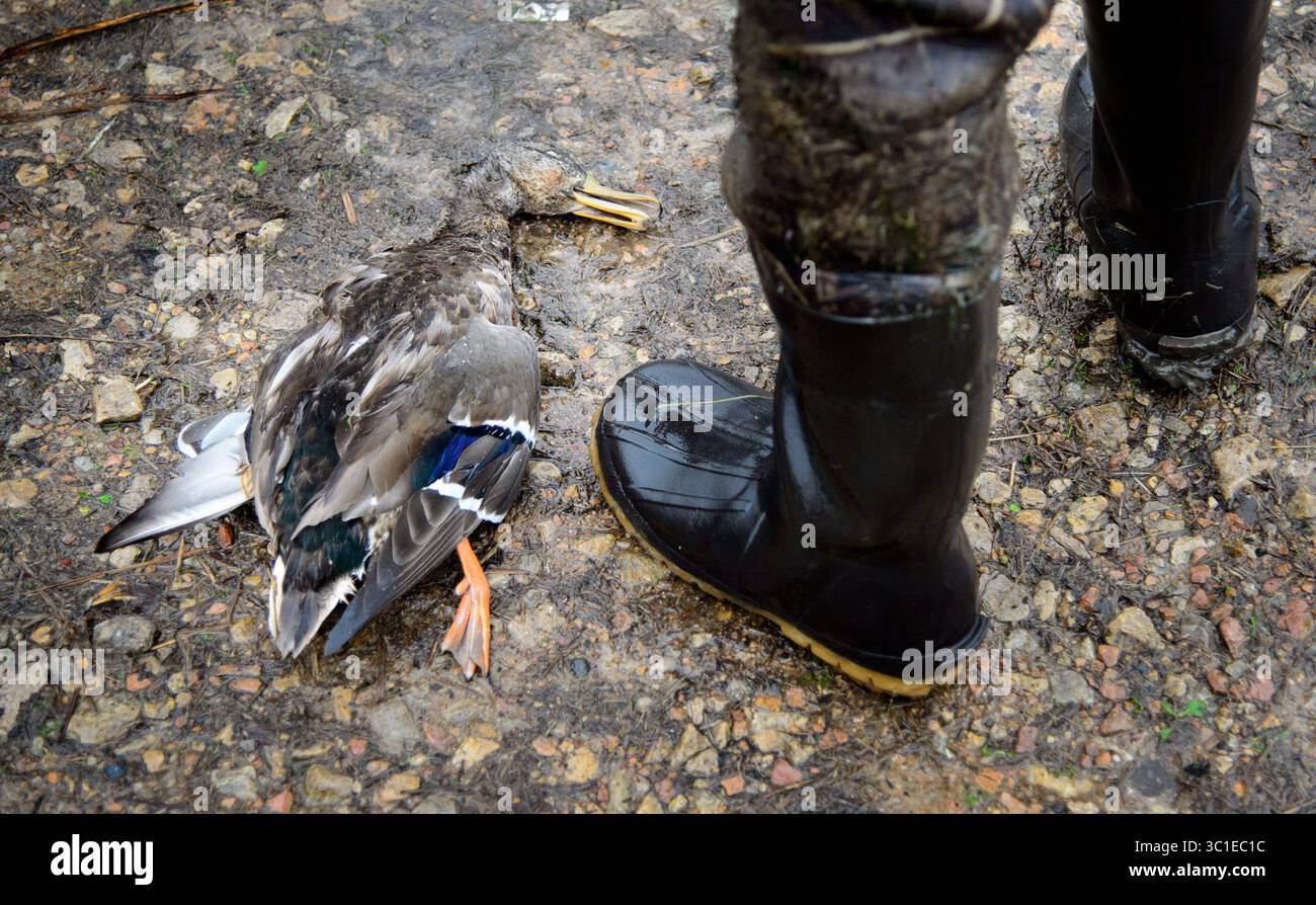 28 ottobre 2015 - Shakopee, Minnesota, Stati Uniti - l'ufficiale federale della fauna selvatica Scott Pariseau ha fatto un controllo di conformità con il cacciatore Matthew Kitchell che era appena uscito dall'acqua con un'anatra domestica. Mercoledì 28 ottobre 2015 giorno nella vita dell'ufficiale federale della fauna selvatica Scott Pariseau mentre controllava i cacciatori di anatre presso la Wilkie Trail Unit sotto la rampa di accesso sotto l'autostrada. 169 a Shakopee. (Immagine di credito: Glen Stubbe/Minneapolis Star Tribune/TNS via cavo ZUMA) Foto Stock