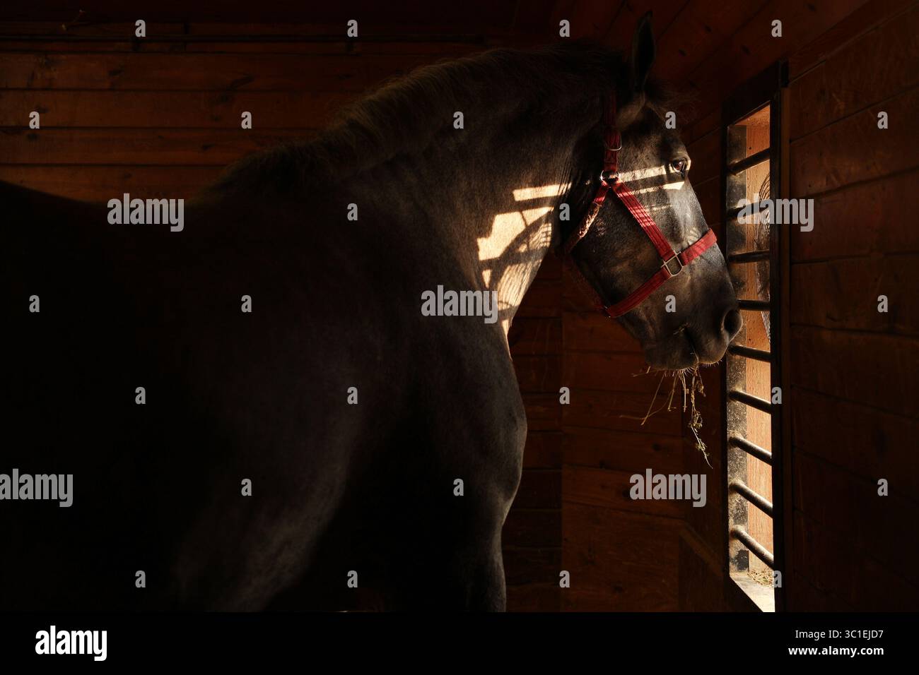 14 agosto 2018 - Minneapolis, Minnesota, Stati Uniti - uno degli Ames Percherons ha sbirciato fuori dalla finestra mentre mangiava fieno nel suo chiosco dopo una passeggiata mattutina. La Ames Percheron Farm è una divisione di Ames Construction e un concorrente annuale nelle gare di cavalli della Minnesota State Fair. L'azienda si trova in Giordania, Minnesota, non lontano dalla sede centrale della companyâ. Gestito e addestrato da Travis Shaw, con gli assistenti allenatori Joe Dolan, Kyle Savage e Lindsay Carbaugh, il Percheron Hitch si esibisce come ambasciatore della Ames Construction in competizioni e spettacoli in tutta l'Unite Foto Stock