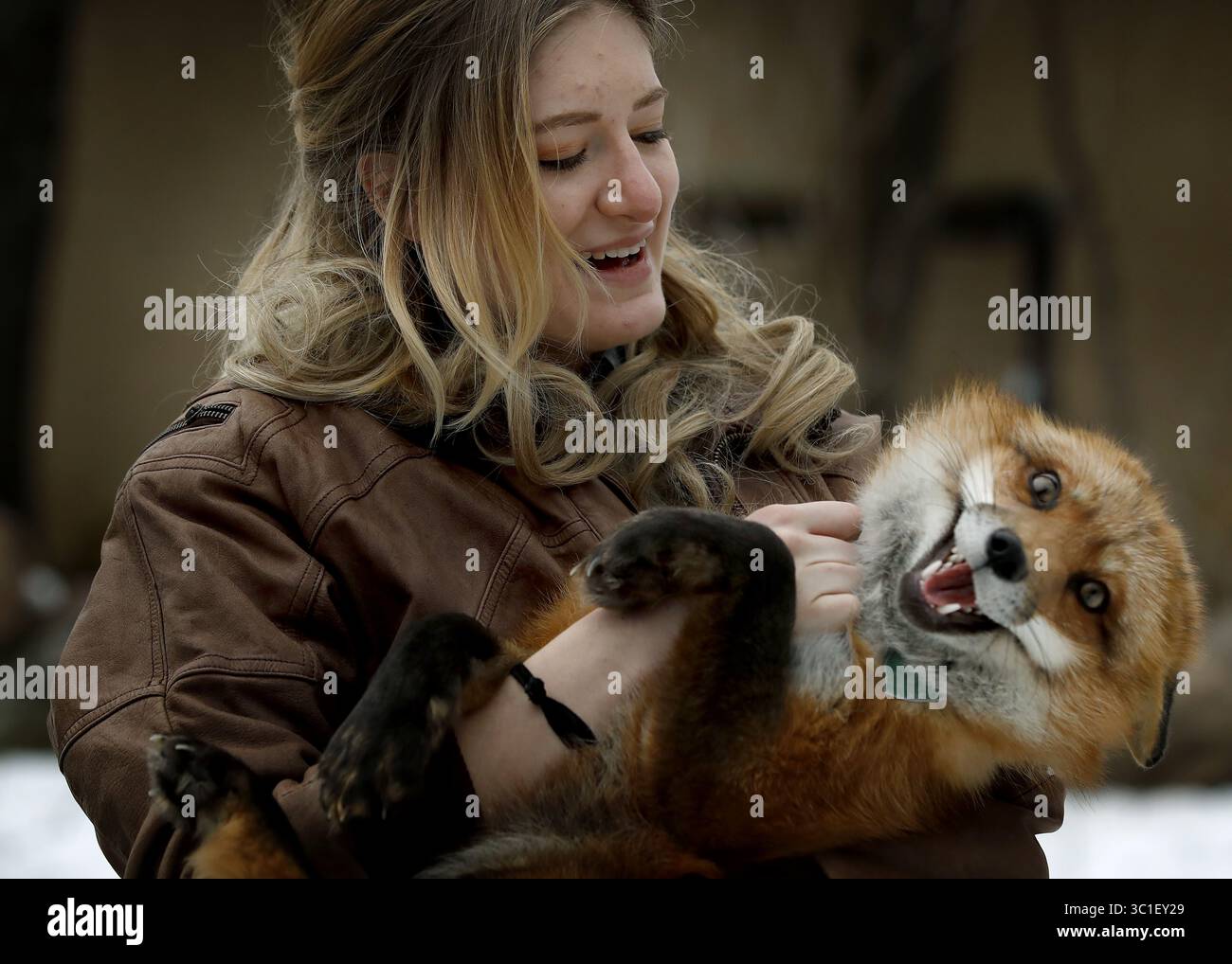 24 gennaio 2017 - Lakeville, Minnesota, Stati Uniti - Mikayla Raines di Lakeville ha tenuto il suo animale domestico la volpe rossa Finnegan. .... .. - 24 gennaio 2017, Lakeville, Minnesota, Mikayla Raines con le sue volpi. ...Notchi la volpe è in fuga dalla sua casa di Lakeville da tre settimane, nonostante i migliori sforzi del suo proprietario per rintracciarlo e catturarlo come gallivante attraverso il Minnesota meridionale. Salvato da una fattoria di pellicce come kit, Notchi è apparso alle porte del patio e ha cercato di saltare sui camion di raccolta di recente quando non sta cercando un compagno. Ora i Retrievers, un'organizzazione no-profit che trova cani perduti, hanno accettato il suo caso e sospirano Foto Stock