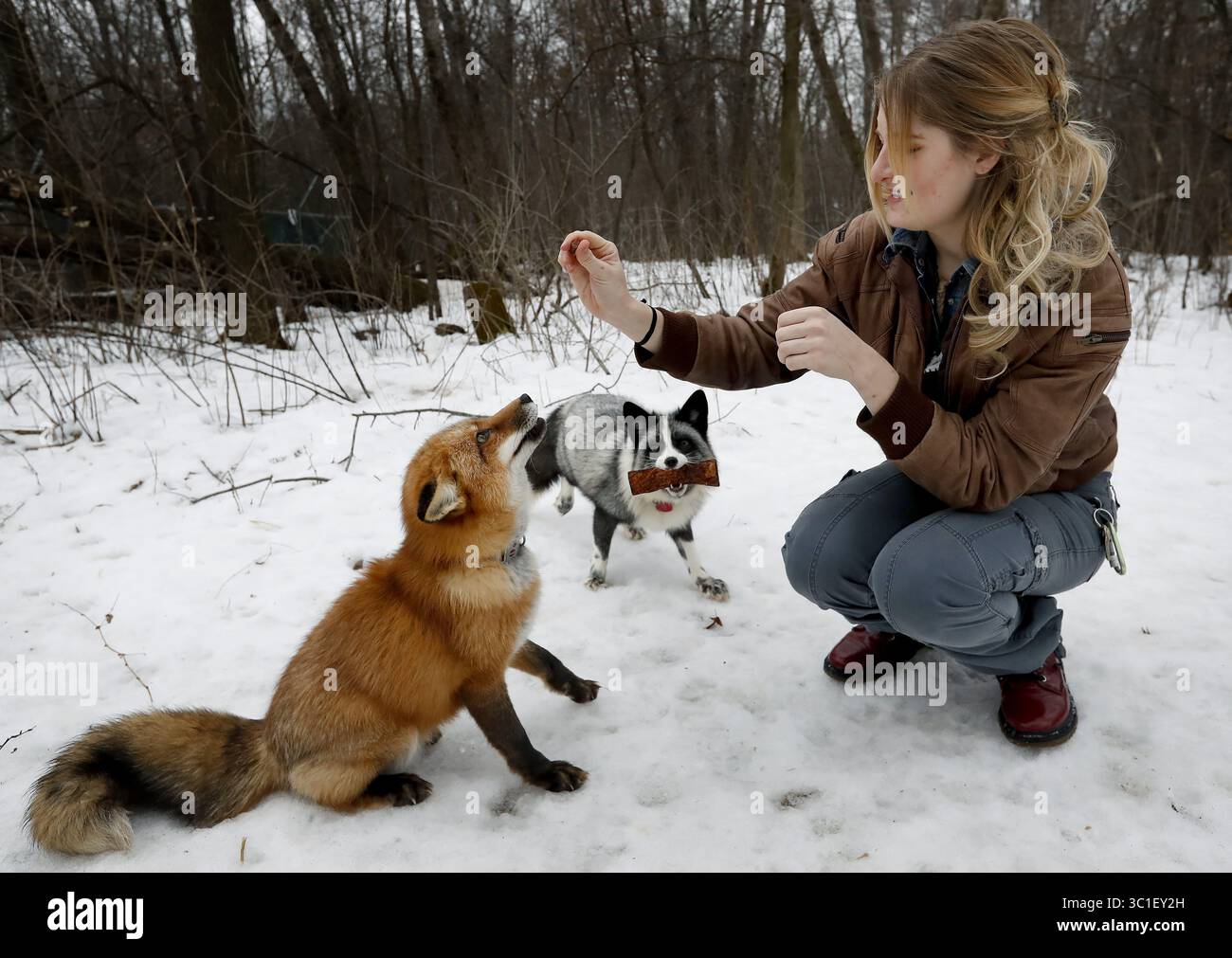 24 gennaio 2017 - Lakeville, Minnesota, Stati Uniti - Mikayla Raines di Lakeville dà da mangiare alle volpi Finnegan e Tonia una delizia....... .. - 24 gennaio 2017, Lakeville, Minnesota, Mikayla Raines con le sue volpi. ...Notchi la volpe è in fuga dalla sua casa di Lakeville da tre settimane, nonostante i migliori sforzi del suo proprietario per rintracciarlo e catturarlo come gallivante attraverso il Minnesota meridionale. Salvato da una fattoria di pellicce come kit, Notchi è apparso alle porte del patio e ha cercato di saltare sui camion di raccolta di recente quando non sta cercando un compagno. Ora i Retrievers, un'organizzazione no-profit che trova cani perduti, hanno preso h Foto Stock