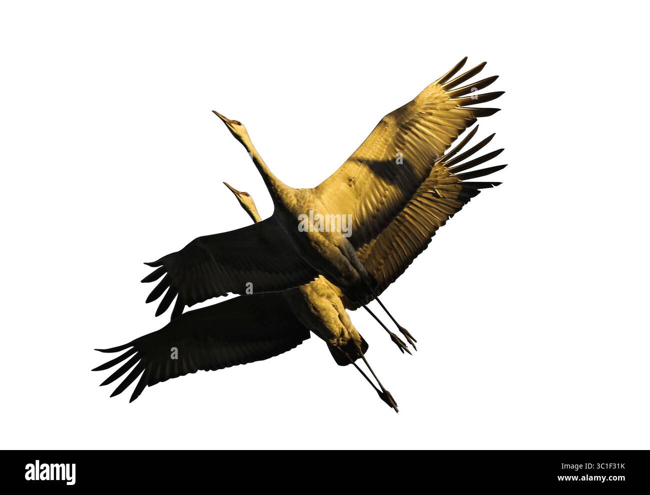 10 ottobre 2014 - Grantsburg, WISCONSIN, Stati Uniti - Un paio di gru di sabbia assumono un colore dorato dal sole che sorge sabato 11 ottobre 2014 presso la Crex Meadows Wildlife area di Grantsburg, WISCONSIN. La Crex Meadows Wildlife area è un'area umida di oltre 30.000 ettari situata vicino al fiume St. Croix e a Grantsburg, WISCONSIN. Crex ospita più di 700 specie di piante e 270 specie di uccelli usano Crex, tra cui circa 10.000 gru di sabbia durante la loro migrazione autunnale annuale a sud. (Immagine di credito: David Joles/Minneapolis Star Tribune/TNS via cavo ZUMA) Foto Stock