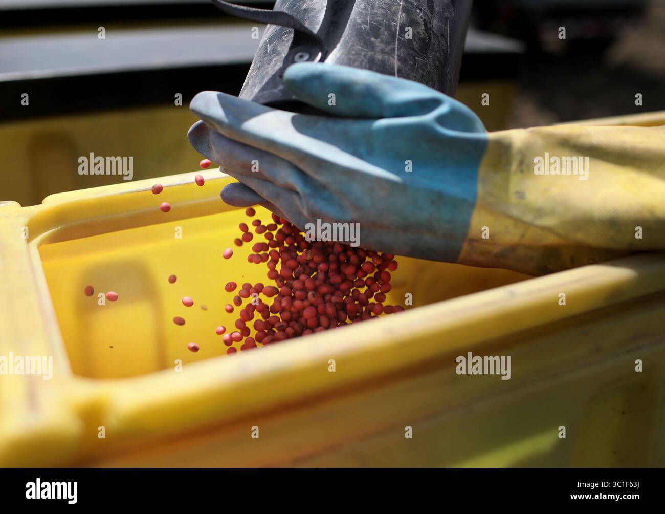 17 maggio 2018 - Lake Benton, Minnesota, USA - Stati Uniti - dagli agricoltori ai banchieri ai cittadini, alle persone del lago Benton, Minnesota, dove la soia è un pilastro dell'economia locale, parlate di ciò che vedono e pensano della tariffa cinese minacciata sulla soia e di come essa stia già influenzando. Qui, il coltivatore di colture Bob Worth del lago Benton ha coltivato per 48 anni e coltivato principalmente semi di soia su 2.200 ettari di terreno coltivabile. Egli è diffidente di una guerra commerciale degli Stati Uniti con la Cina perché in passato, quando le guerre commerciali sono state condotte troppo spesso le aziende agricole hanno sofferto, ha detto. "E' l'embargo Foto Stock