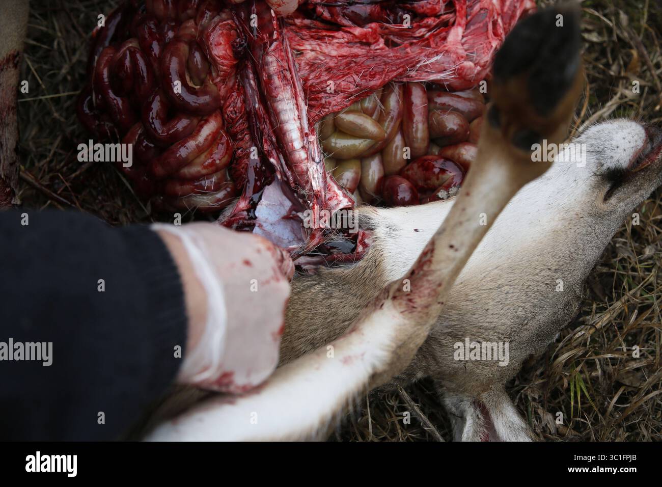 24 ottobre 2012 - St. Paul, Minnesota, Stati Uniti - Kerry Swendsen mostra il processo di vestire un cervo da campo. Qui, il taglio finale viene fatto attraverso il tubo del vento e tutto esce in un'unica grande pila. . Paul, Minnesota - 10/24/2012 (immagine di credito: Brian Peterson/Minneapolis Star Tribune/TNS via ZUMA Wire) Foto Stock