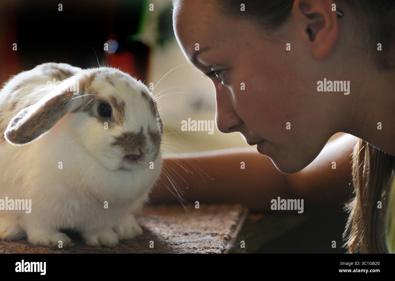 1 agosto 2012 - Lake Elmo, Minnesota, Stati Uniti - oggi è stato il giorno di apertura della 141a fiera annuale della contea di Washington a Lake Elmo, Minn Jamie Odberg di 12 anni, proveniente dal Forest Lake, Minn., ha dato ad un Holland Lop Rabbit di nome Thumper alcune parole di incoraggiamento. Mostrerà Thumper nel giudice del coniglio 4-H . /Star Tribune. , Lago Elmo, min Mercoledì 08/01/12) Jamie Odberg (immagine di credito: Richard Sennott/Minneapolis Star Tribune/TNS via ZUMA Wire) Foto Stock