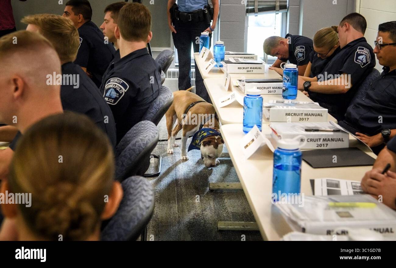 21 agosto 2017 - Minneapolis, Minnesota, Stati Uniti - le reclute della polizia di Minneapolis hanno ascoltato J. Scott Hill, capo investigatore della divisione degli ufficiali umani di Montgomery Alabma, ha parlato di come sapere se un cane è una minaccia. Mentre parlava, Wilbur, un cane di 6 anni del tipo pit Bull ha camminato per la classe. Wilbur era li' con Shannon Glen che addestra anche gruppi sulla sicurezza dei cani... Lunedì 21 agosto 2017 le reclute della polizia di Minneapolis incontreranno l'addestratore di cani e il leader nazionale della ''My Pitbull is Family'' Lunedi', parte del rispetto della promessa del dipartimento di ''interazione con i cani'' addestramento dopo che due cani hanno mangiato Foto Stock