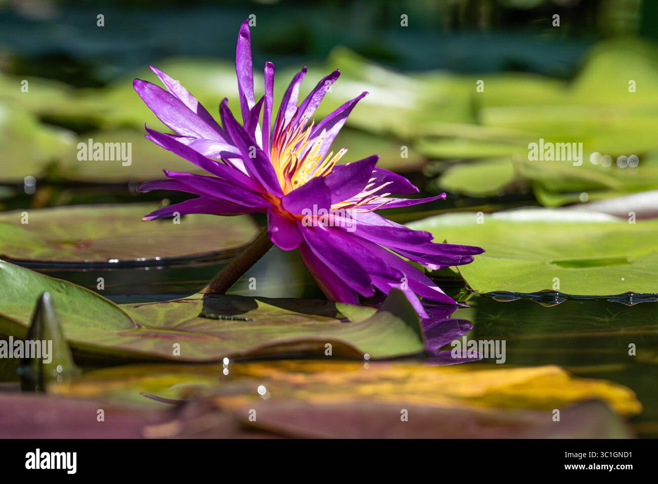 Giglio d'acqua viola e giallo tra i gigli all'Atlanta Botanical Garden di Midtown Atlanta, Georgia. (USA) Foto Stock