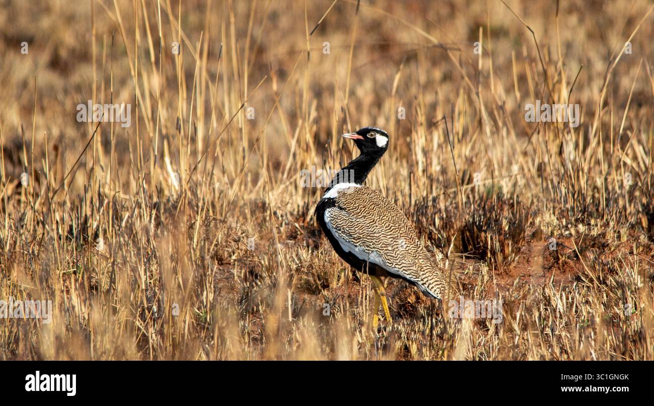 Uccelli sudafricani - korhaan nero settentrionale Foto Stock