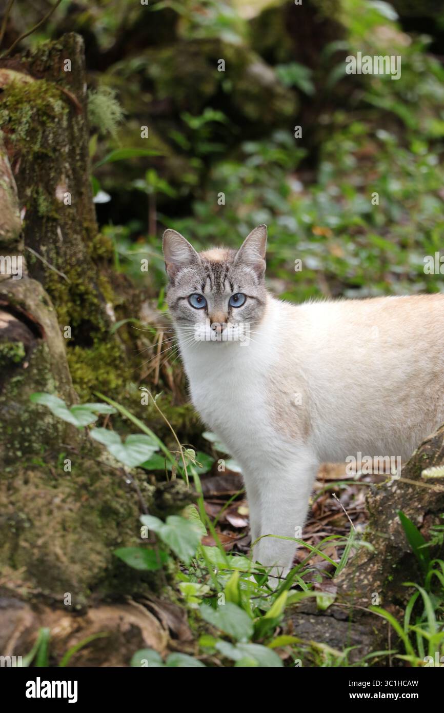 Siamese mescola gatto con occhi blu all'aperto in un ambiente naturale, esplorando il giardino Foto Stock
