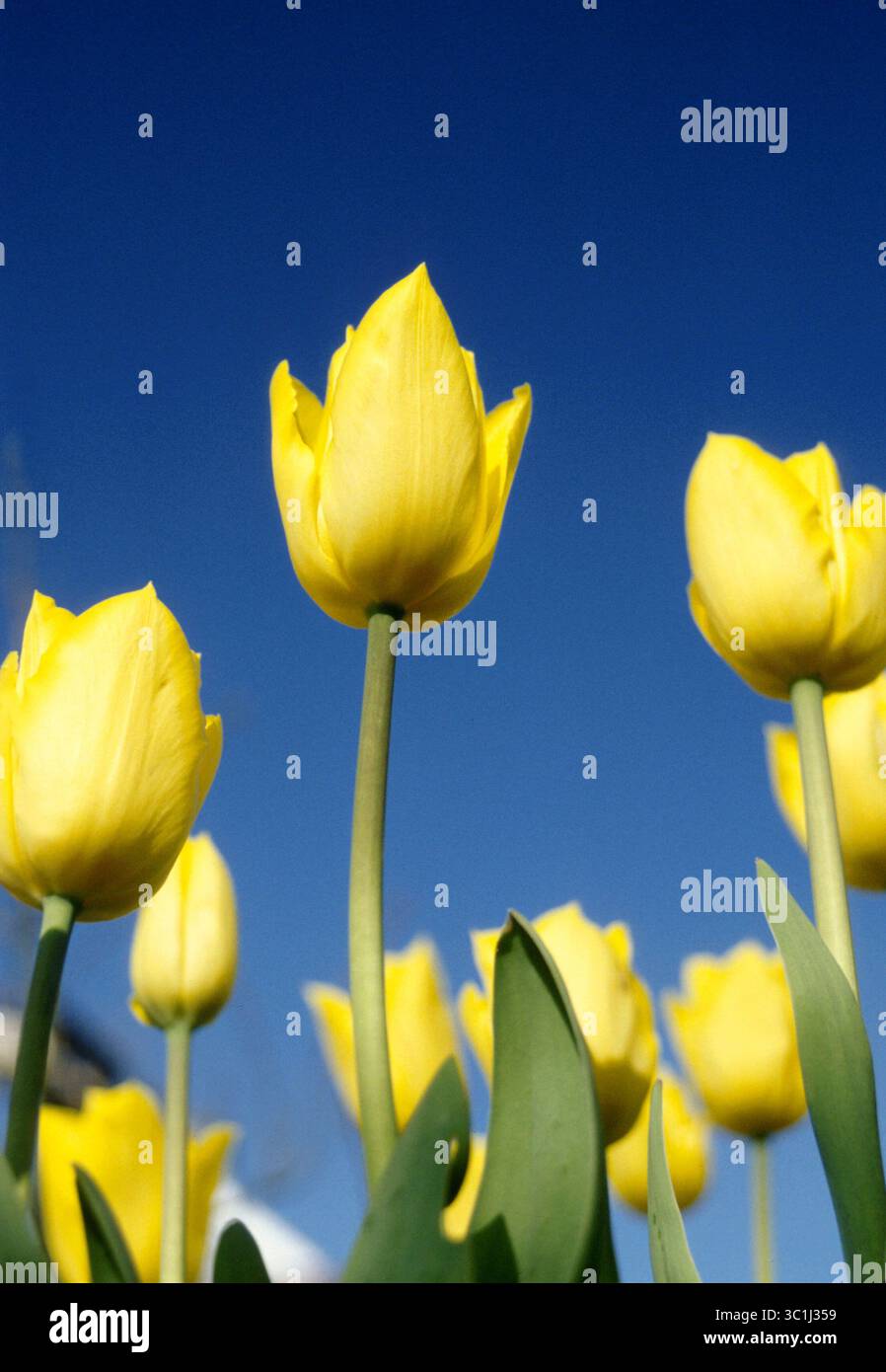 22 marzo 2004; Lisse, Paesi Bassi; il Keukenhof di Lisse è l'attrazione primaverile più eccitante e colorata dell'Olanda. Aperto tutti i giorni dal 25 marzo al 20 maggio i visitatori possono ammirare la bellezza di tulipani, giacinti, narcisi e molti altri. Ci sono sette giardini a tema, ciascuno dedicato a uno dei seguenti: Fragranza, colore, acqua, bordi, rinascita e stile astratto. Il Keukenhof ha aperto le sue porte per la prima volta nel 1949. (Immagine di credito: © Barry Schultz/ZUMA Wire) Foto Stock