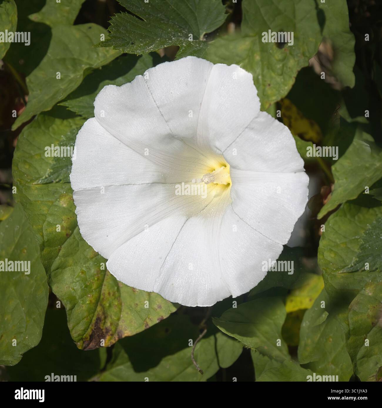 Un primo piano del fiore di una siepe legata, Calystegia silvatica. mostra i dettagli all'interno e lo spazio per la copia intorno al fiore Foto Stock