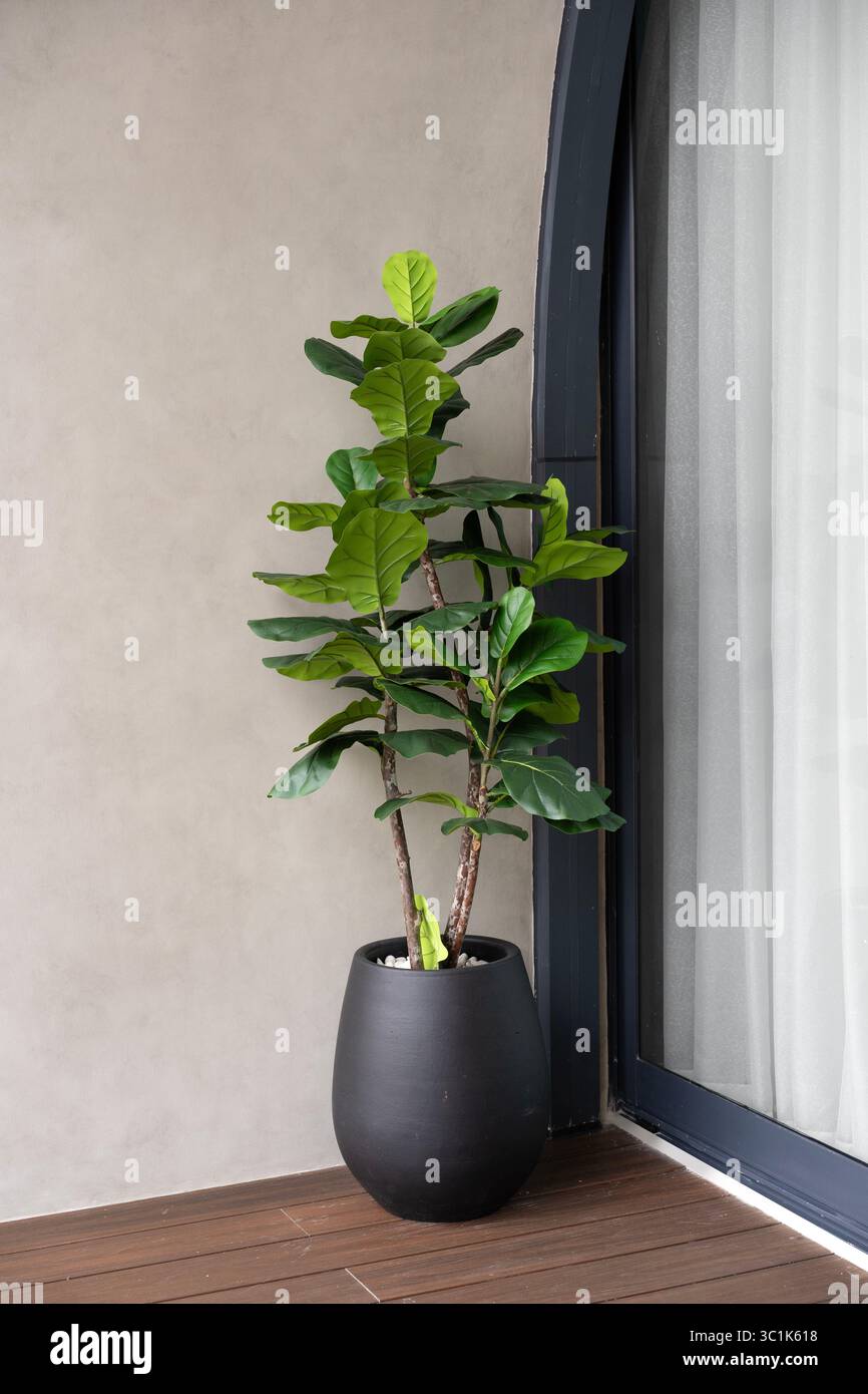 Un'alta pianta di Fiddle Leaf Fig (Ficus lyrata) in un moderno vaso nero contro una parete neutra, aggiungendo un tocco di verde all'arredamento degli interni della casa. Foto Stock
