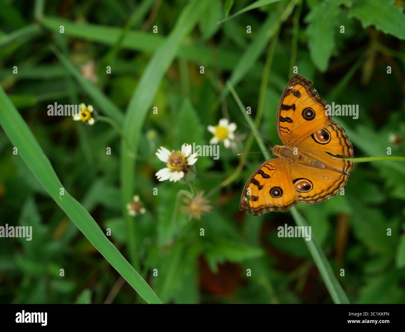 La farfalla di Peacock Pansy (Junonia almana) su foglia con fondo verde naturale, modello simile agli occhi sull'ala di insetto di colore arancione Foto Stock