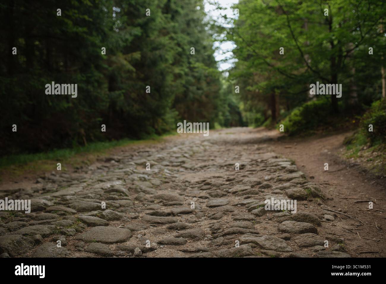Una vecchia strada in pietra si snoda attraverso una fitta foresta verde, circondata da alti alberi e vegetazione lussureggiante. Foto Stock