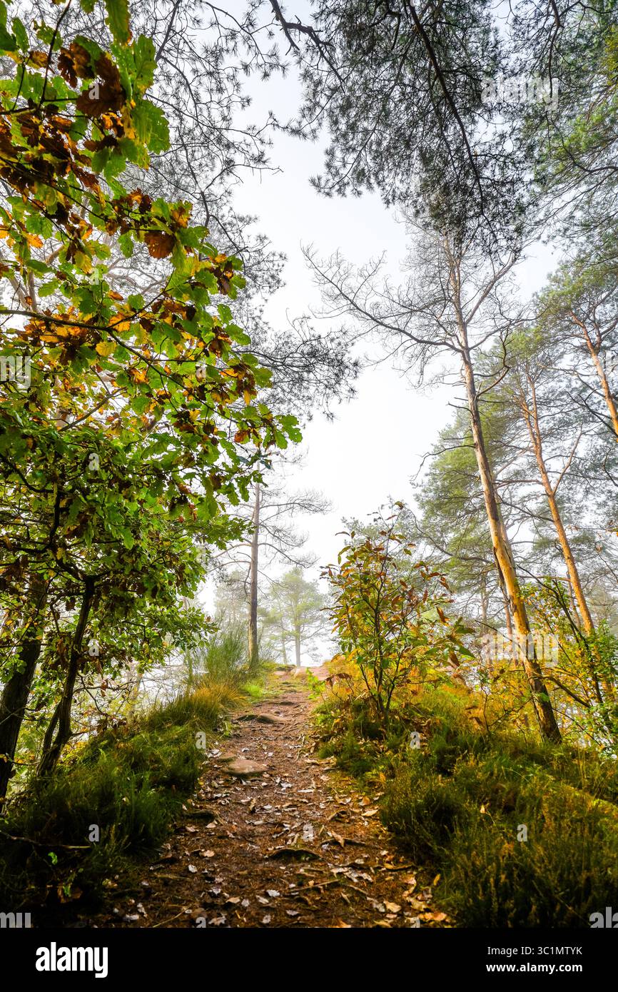 Sentiero escursionistico attraverso la foresta di Hahnfels vicino a Erfweiler, nella regione del Palatinato, con il paesaggio naturale circostante alle scogliere di arenaria rossa Foto Stock