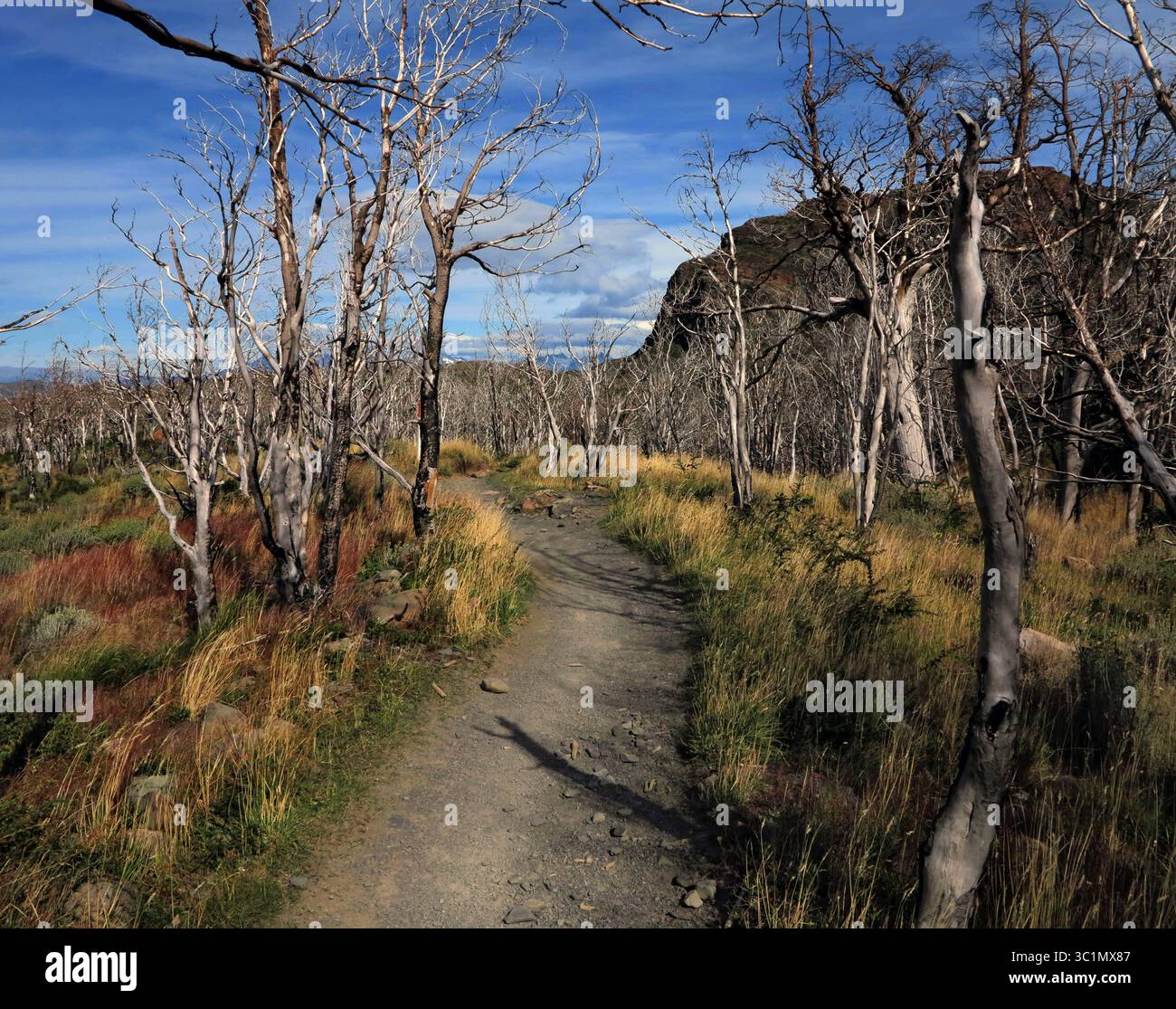 Foresta dopo incendio. Dry Tree Trunks su un campo di Orange Grass. Patagonia, Cile. Foresta autunnale. Giornata di sole nella Foresta Vecchia. Strada deserta. Foto Stock