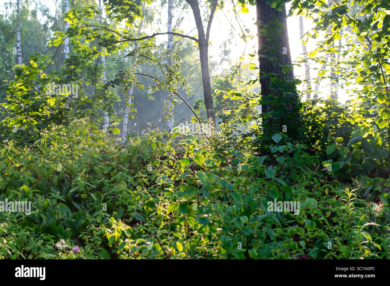 La rugiada mattutina cade sulle foglie d'erba e spara brillando alla luce del sole all'aperto. Splendida e tranquilla scena naturale. Mattina presto. Brillare al sole 20 Foto Stock
