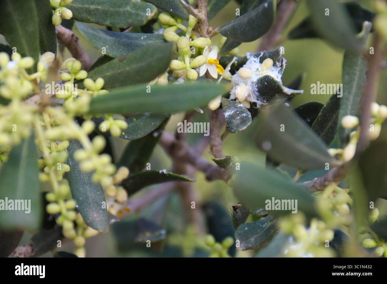 Olivo in fiore e infetto da un organismo nocivo di Dactylopius Coccus nell'area mediterranea in Spagna Foto Stock