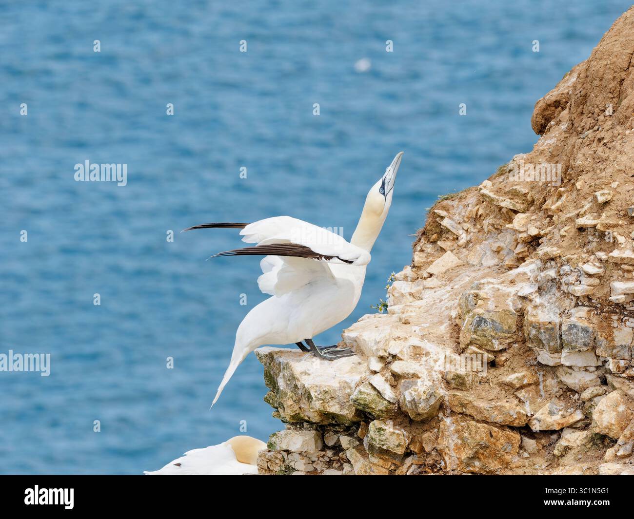 Il cielo del gannet settentrionale punta prima di prendere il volo Foto Stock