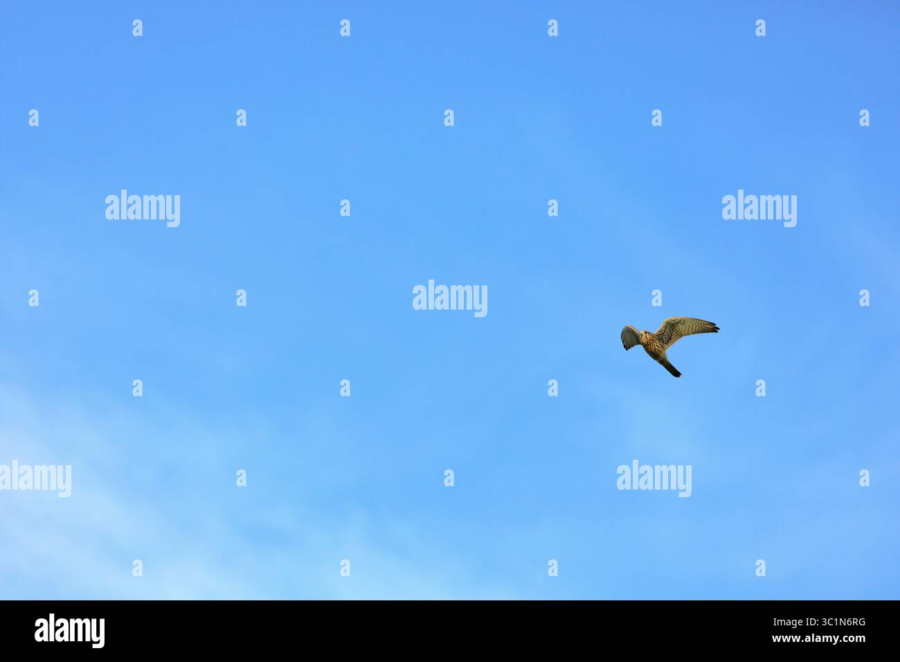 Un gheppio a metà volo contro un cielo blu limpido, che mostra la sua impressionante apertura alare e la coda piumata. Foto Stock