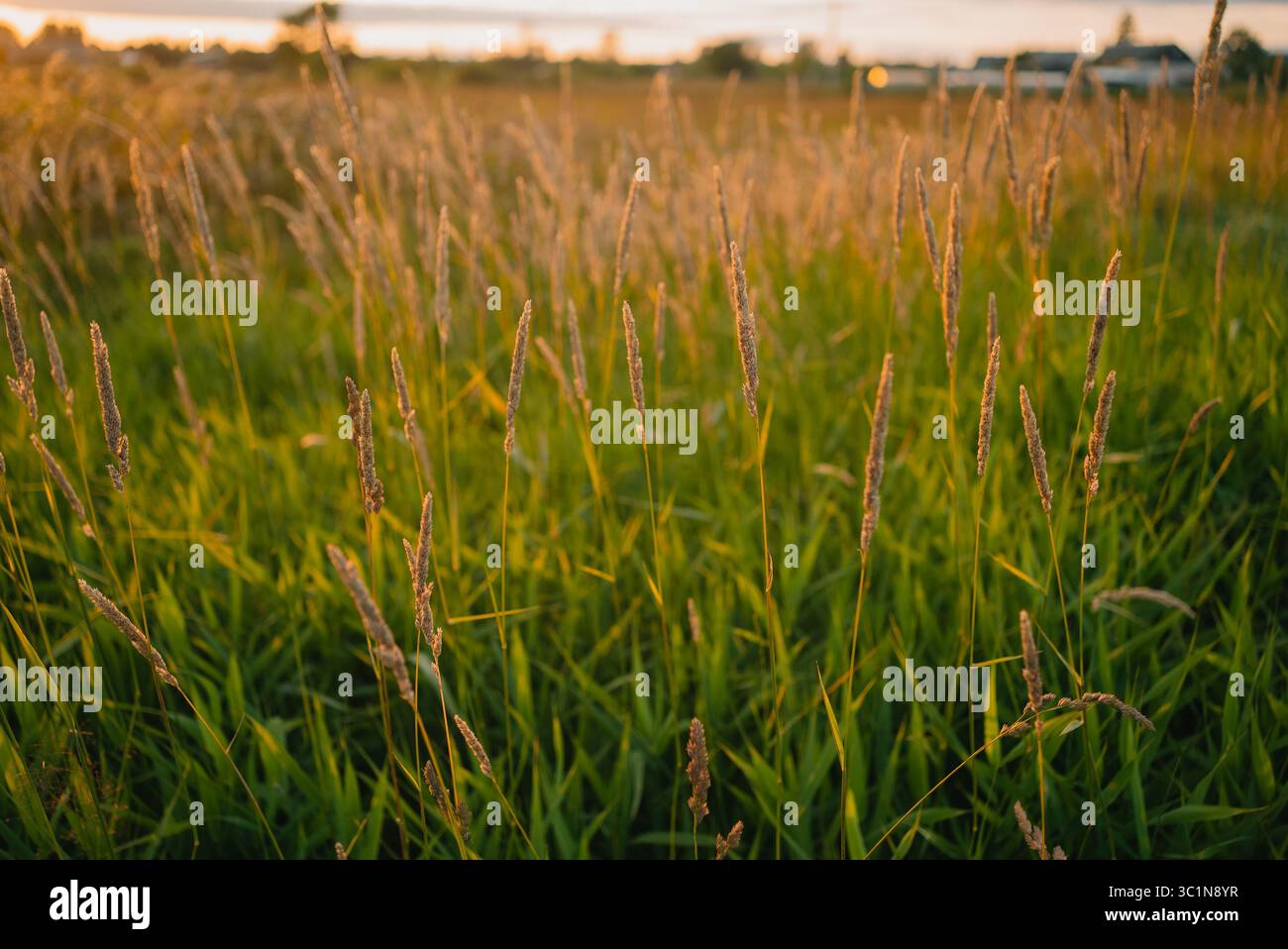 L'erba di Timoteo che cresce in un campo durante il tramonto, immersa nella calda luce dorata, crea un tranquillo e sereno paesaggio rurale, incarnando l'essenza della bellezza della natura al tramonto Foto Stock