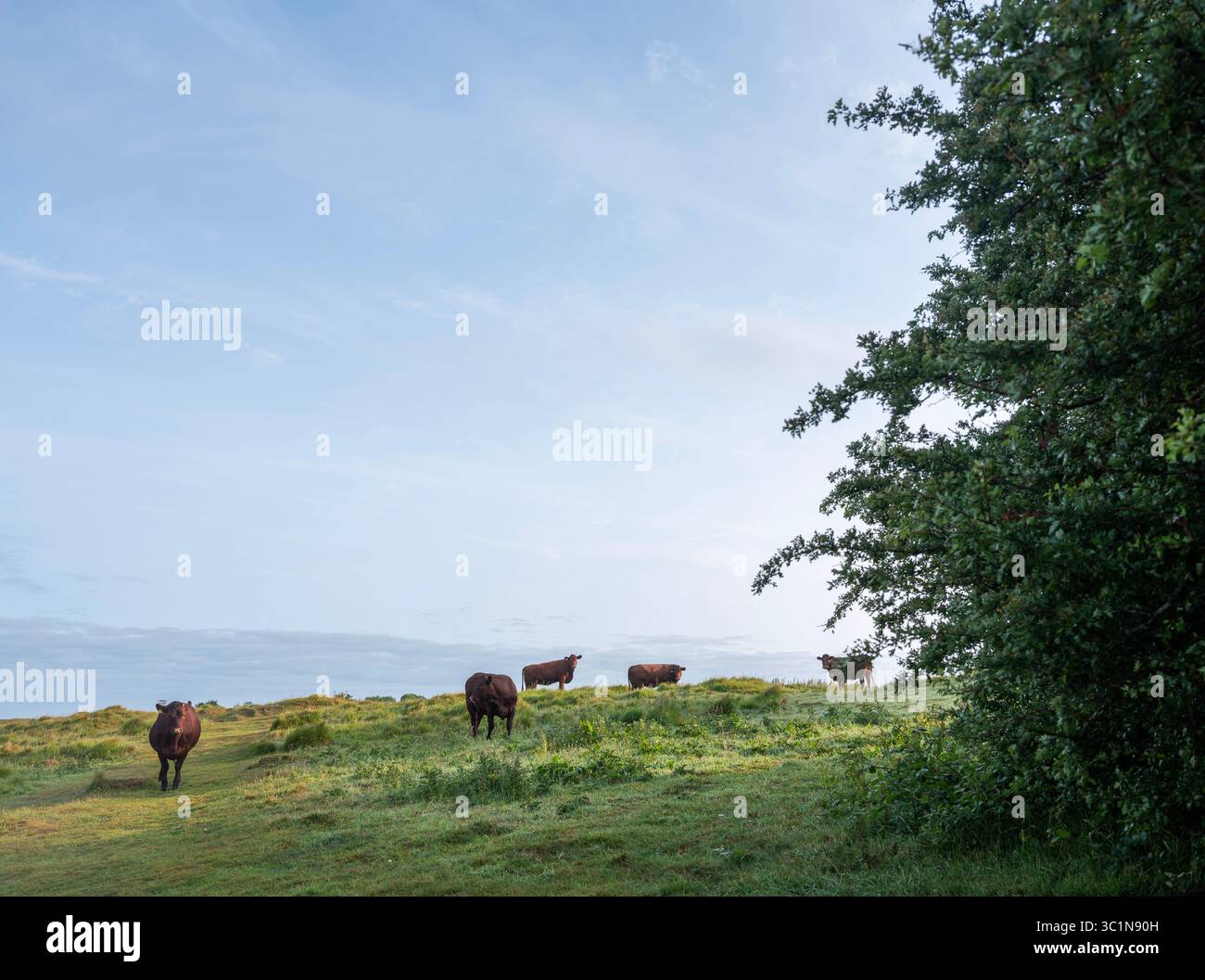Vista sul paesaggio del Kent da nord giù nel kent con mucche marroni la mattina presto e tarda primavera Foto Stock