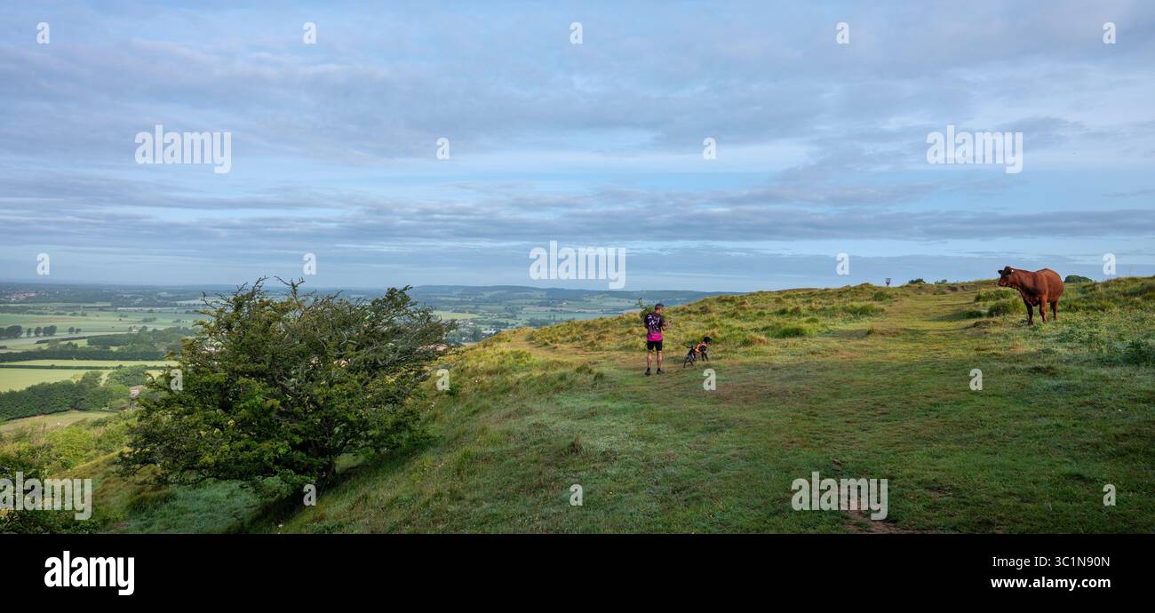 wye, inghilterra, 4 giugno 2025: uomo con cane sulle colline del nord nel kent guardato da una mucca bruna Foto Stock