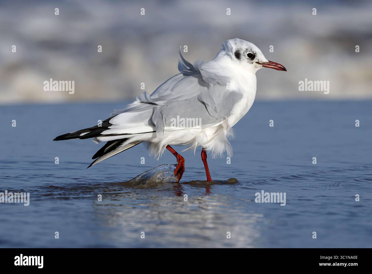 Black Head Gull, Larus ridibundus, uccello piumato non riproduttore invernale che cammina sulla costa, febbraio Norfolk Foto Stock