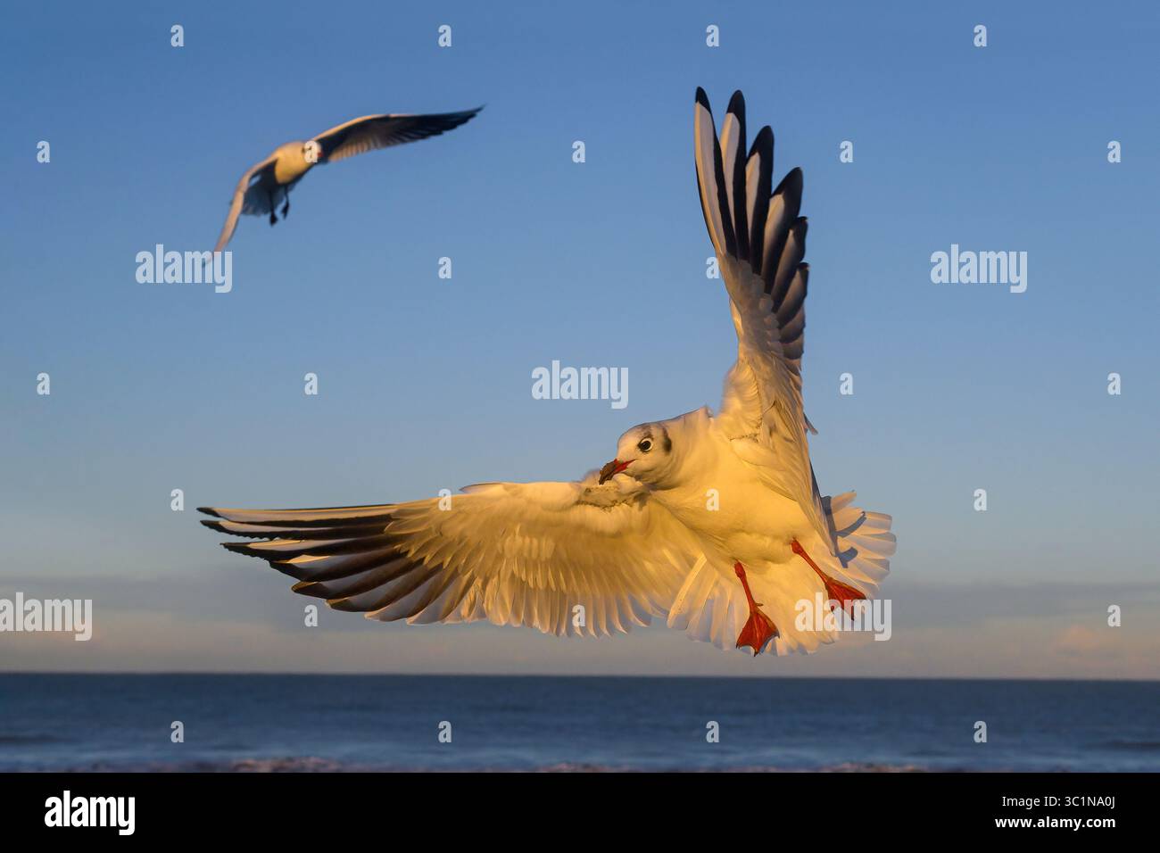 Black Head Gull, Larus ridibundus, uccello piumato invernale adulto in volo Norfolk November Foto Stock