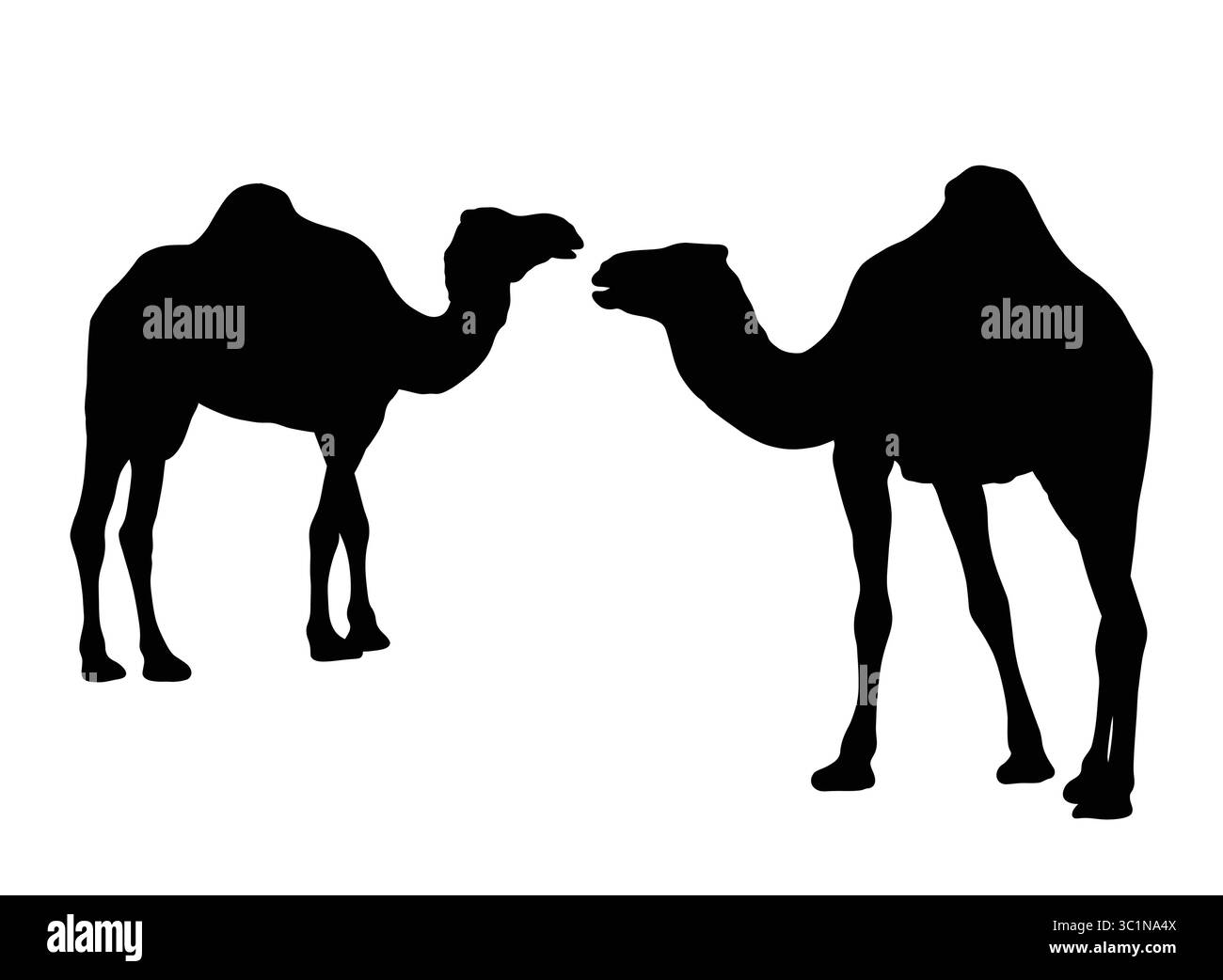 Due cammelli Dromedary si affacciano l'uno di fronte all'altro Illustrazione Vettoriale