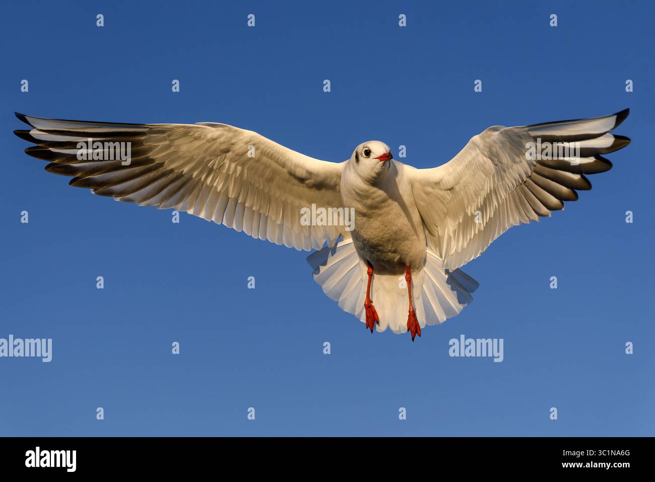Black Head Gull, Larus ridibundus, uccello piumato invernale adulto in volo Norfolk November Foto Stock