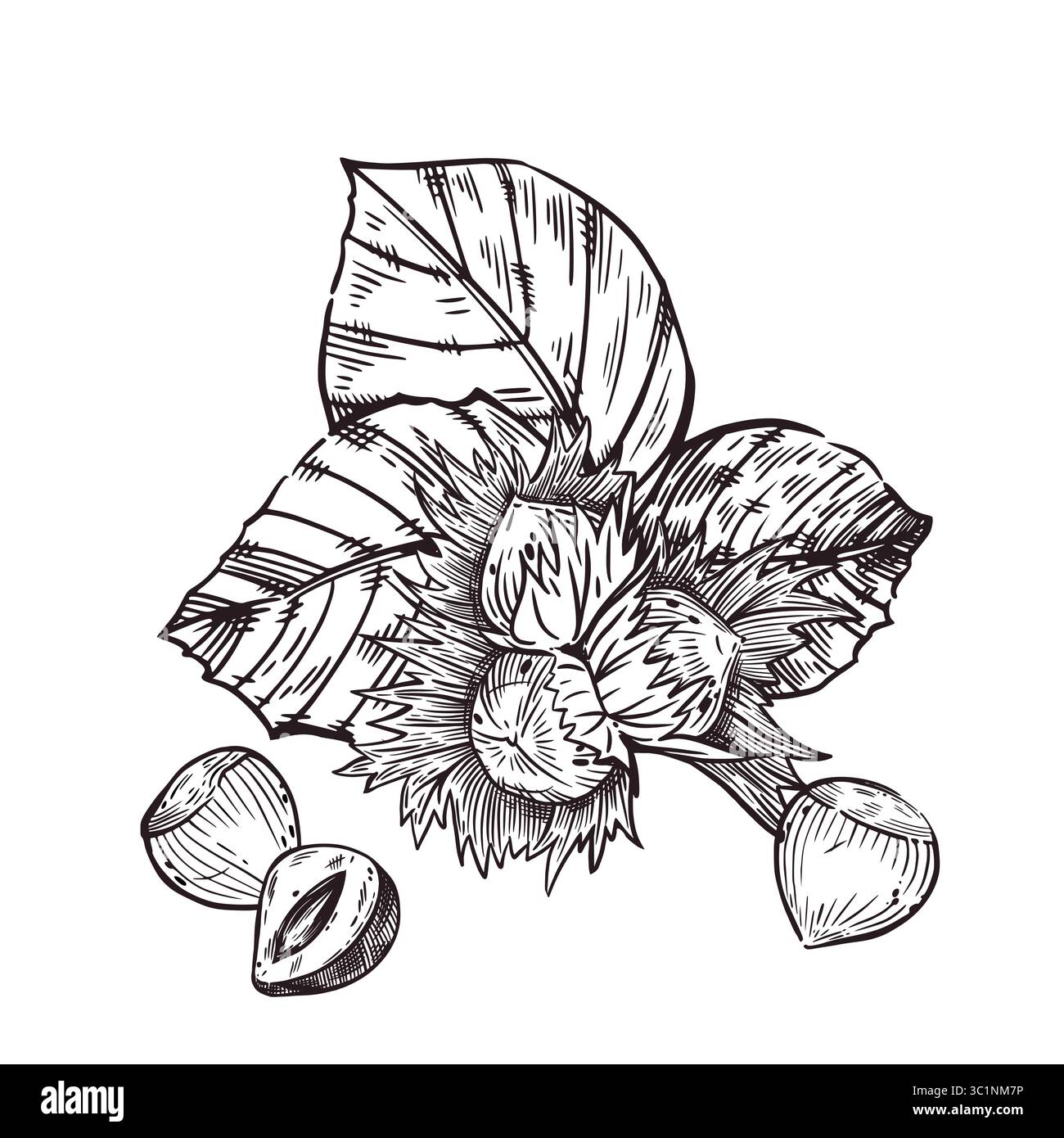 Nocciole, nocciole, nocciole, nocciole intere e nocciole con foglie, mezza noce. Tutti gli oggetti sono disegnati a mano con inchiostro. Illustrazione vettoriale per la stampa su Illustrazione Vettoriale