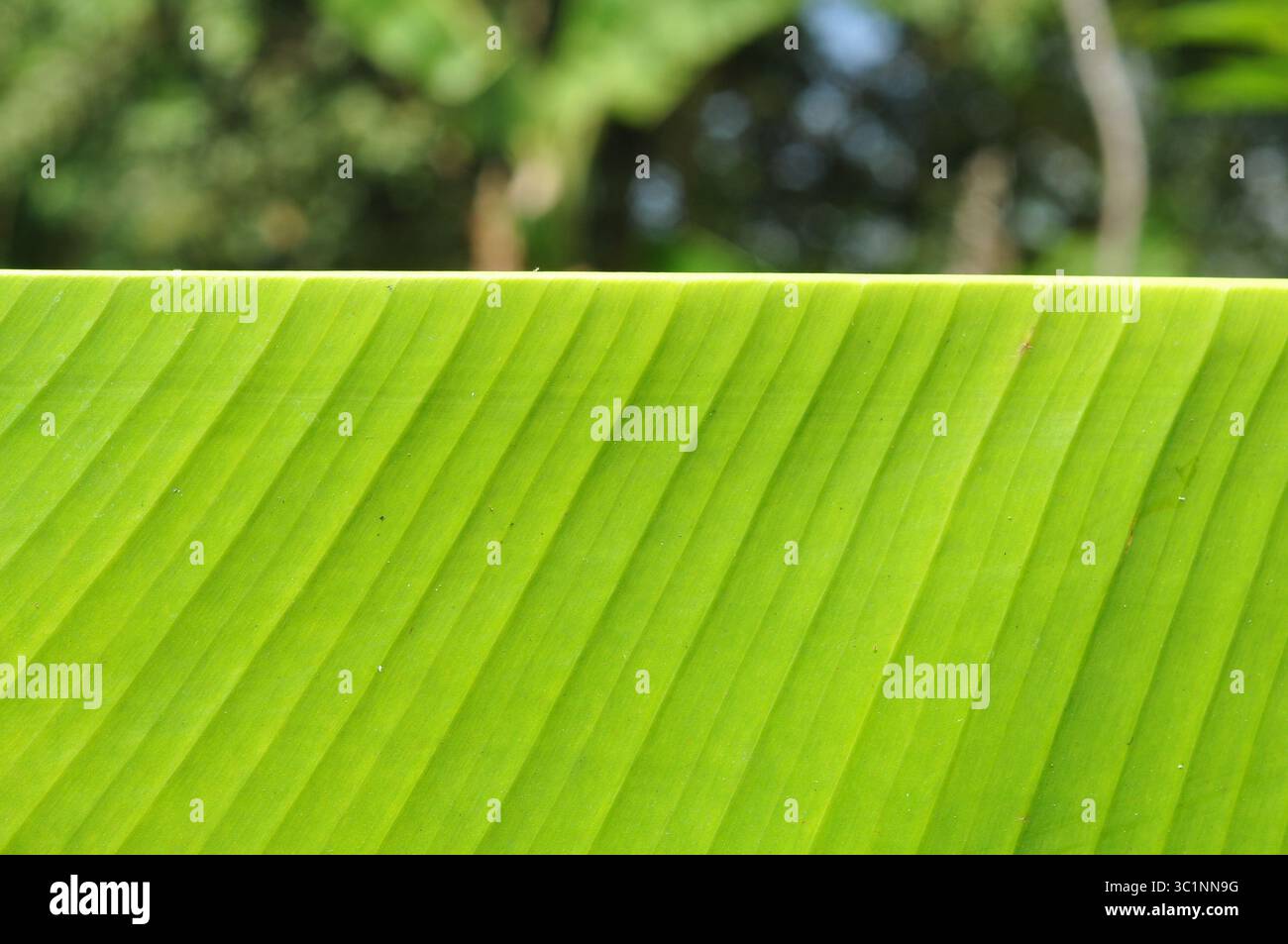 Sfondo con foglia di banana verde fresca Foto Stock