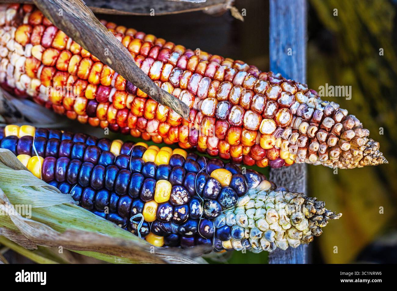Primo piano di due orecchie di mais indiano con vivaci chicchi multicolori in tonalità di rosso, arancione, blu, giallo e bianco disposti all'aperto Foto Stock
