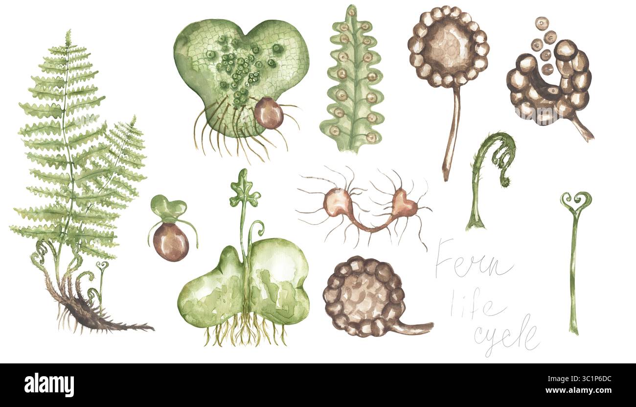 Set illustrativo del ciclo di vita delle piante di felce forestali, elementi della fase di crescita della felce, stampa della flora selvatica Foto Stock