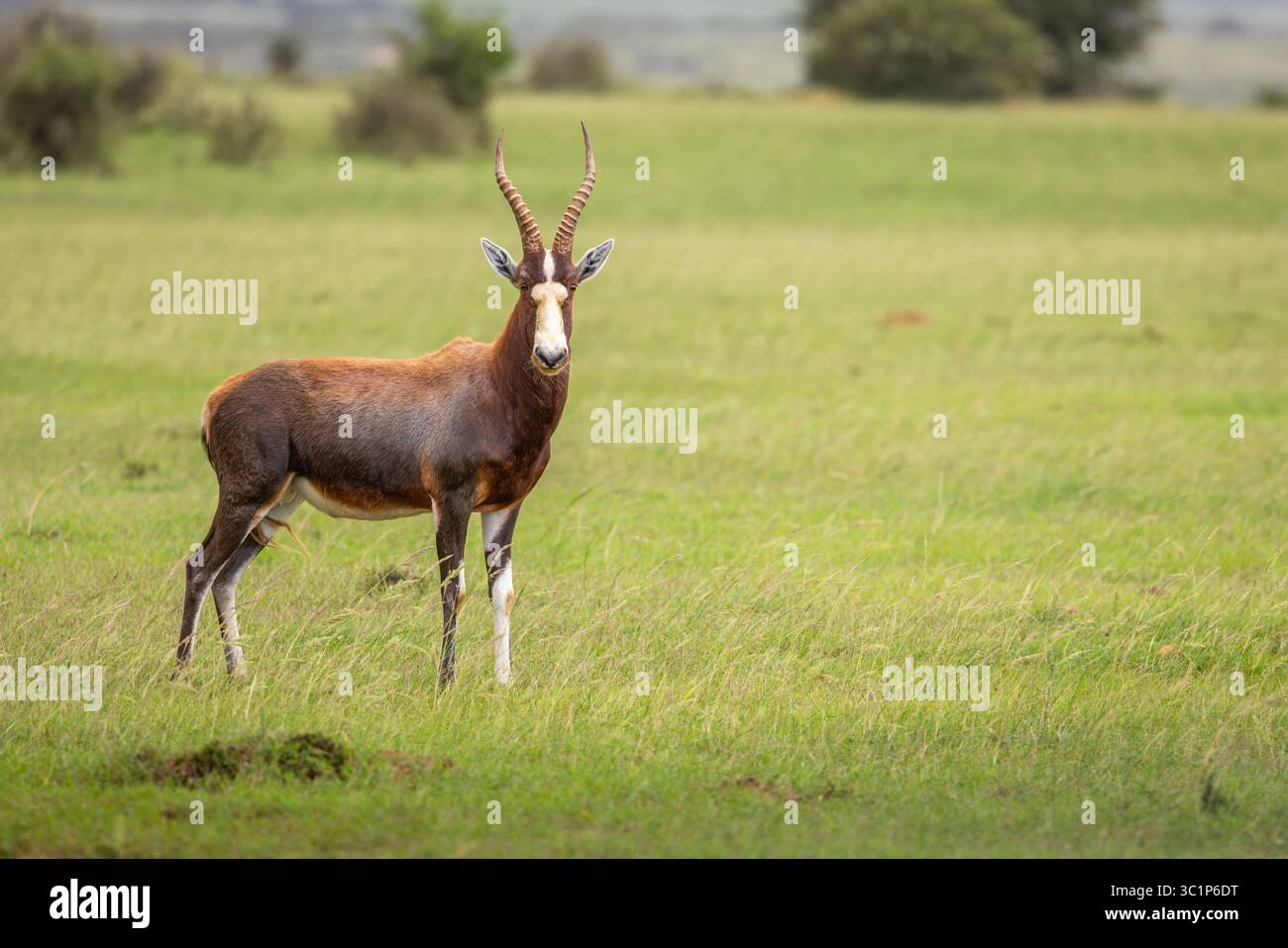 Il blesbok o blesbuck (Damaliscus pygargus phillipsi) è una sottospecie dell'antilope bontebok endemica delle contee dell'Africa meridionale, Shamwari Privat Foto Stock