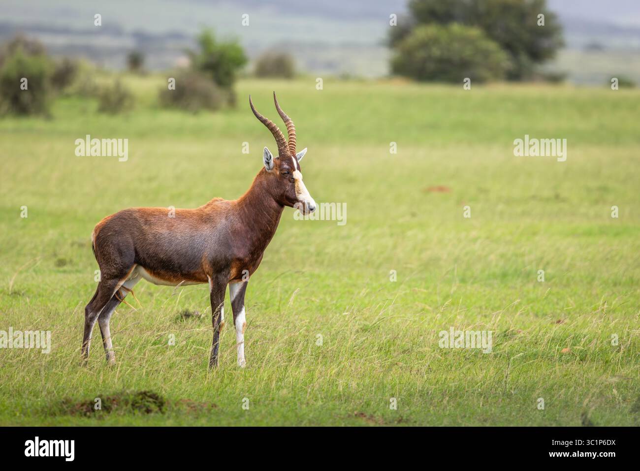 Il blesbok o blesbuck (Damaliscus pygargus phillipsi) è una sottospecie dell'antilope bontebok endemica delle contee dell'Africa meridionale, Shamwari Privat Foto Stock